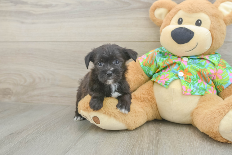 Morkie Puppy for Adoption