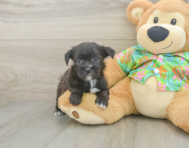 5 week old Morkie Puppy For Sale - Puppy Love PR
