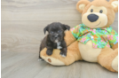 Morkie Puppy for Adoption