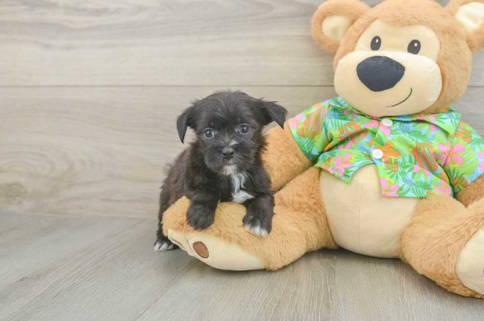 5 week old Morkie Puppy For Sale - Puppy Love PR