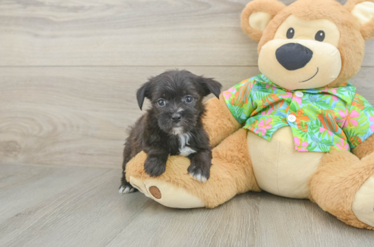 Morkie Puppy for Adoption