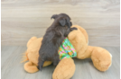 Morkie Pup Being Cute
