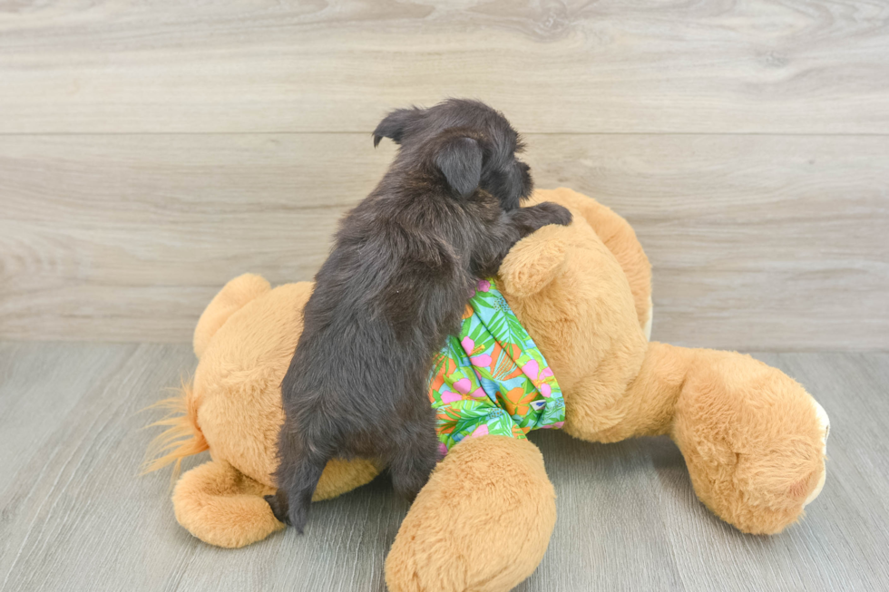 Morkie Pup Being Cute