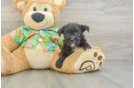 Sweet Morkie Baby