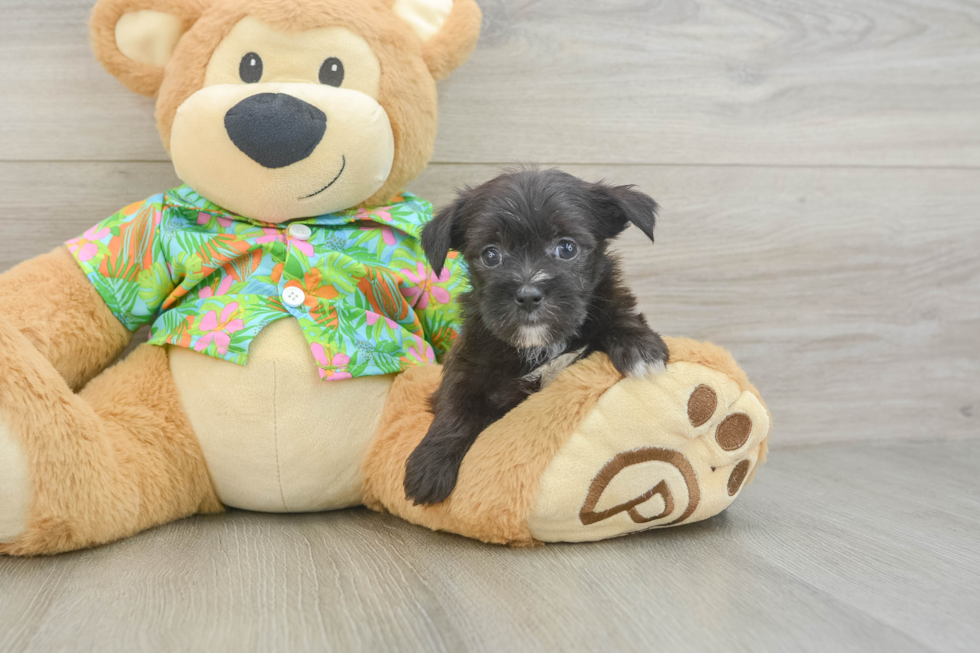 Sweet Morkie Baby