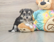 5 week old Morkie Puppy For Sale - Puppy Love PR