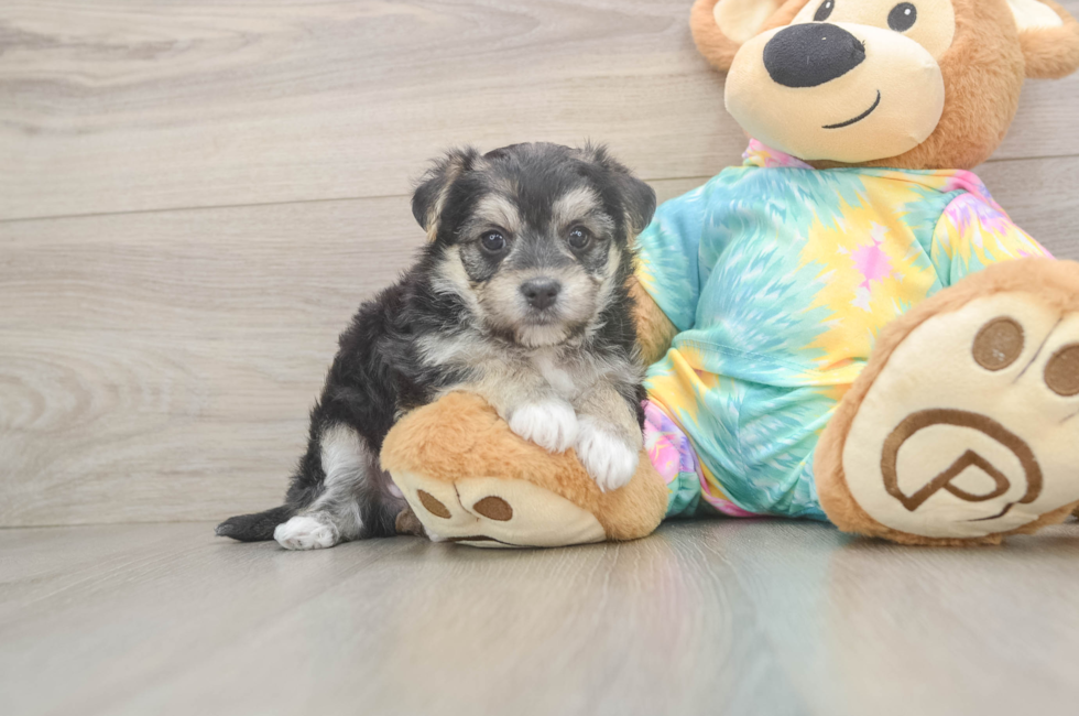 5 week old Morkie Puppy For Sale - Puppy Love PR