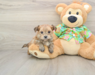 5 week old Morkie Puppy For Sale - Puppy Love PR