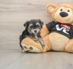 5 week old Morkie Puppy For Sale - Puppy Love PR