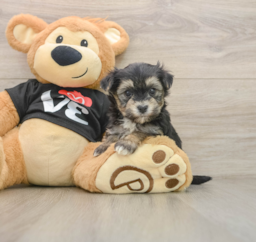 5 week old Morkie Puppy For Sale - Puppy Love PR