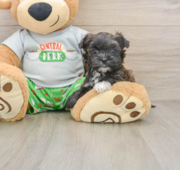6 week old Morkie Puppy For Sale - Puppy Love PR