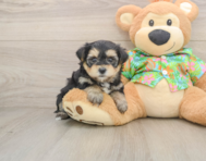 5 week old Morkie Puppy For Sale - Puppy Love PR