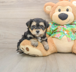 5 week old Morkie Puppy For Sale - Puppy Love PR