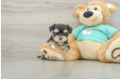 Playful Yorktese Designer Puppy