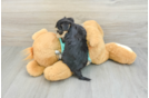 Best Morkie Baby