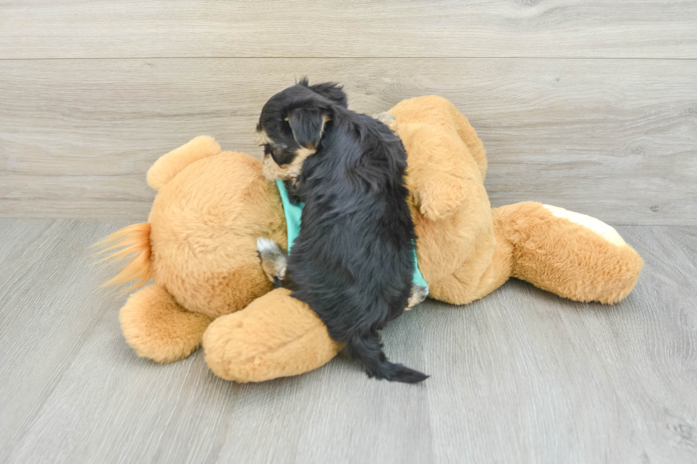 Best Morkie Baby