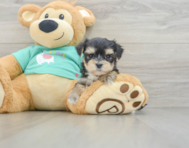 7 week old Morkie Puppy For Sale - Puppy Love PR