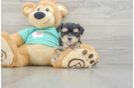 Popular Morkie Designer Pup