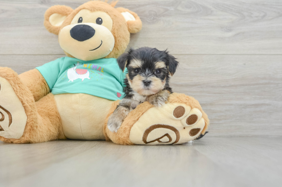 6 week old Morkie Puppy For Sale - Puppy Love PR