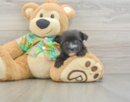 7 week old Morkie Puppy For Sale - Puppy Love PR
