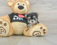 7 week old Morkie Puppy For Sale - Puppy Love PR