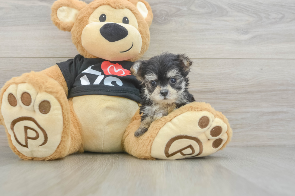 7 week old Morkie Puppy For Sale - Puppy Love PR