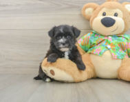 6 week old Morkie Puppy For Sale - Puppy Love PR