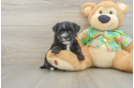 Smart Morkie Designer Pup