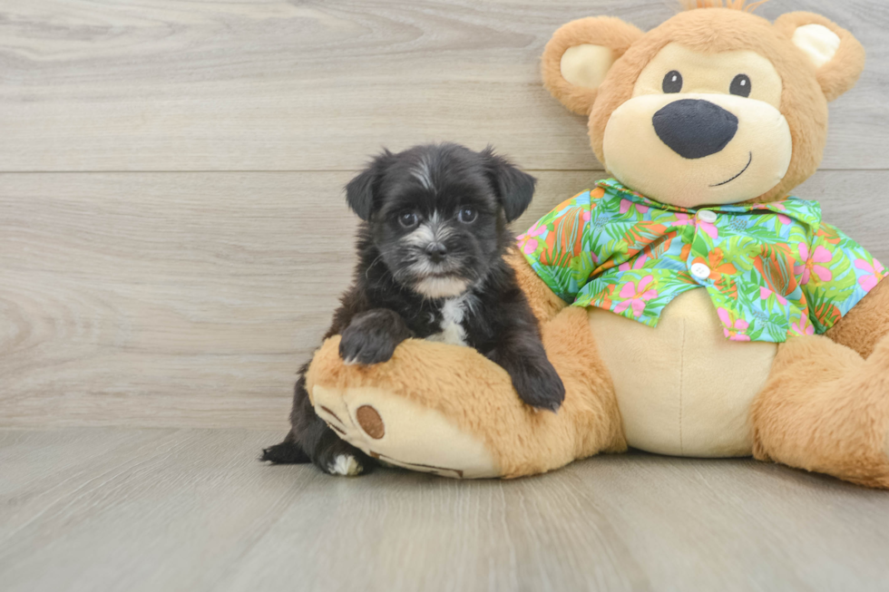 Smart Morkie Designer Pup