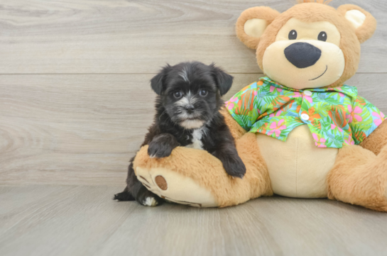 Smart Morkie Designer Pup