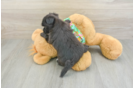 Morkie Puppy for Adoption