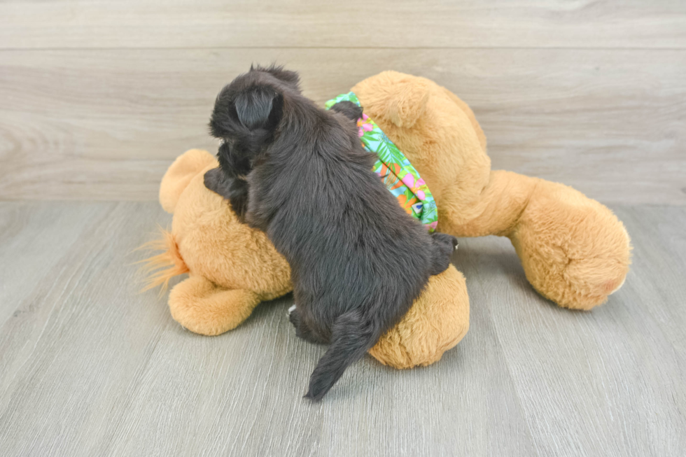 Morkie Puppy for Adoption