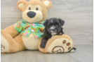 Morkie Pup Being Cute