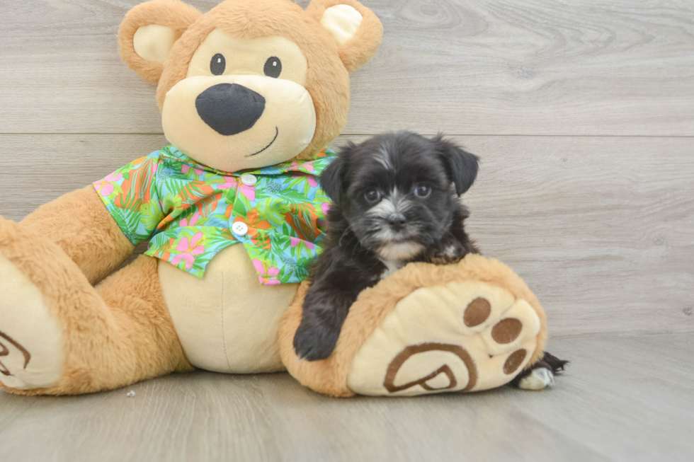 Morkie Pup Being Cute