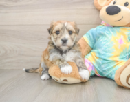 5 week old Morkie Puppy For Sale - Puppy Love PR