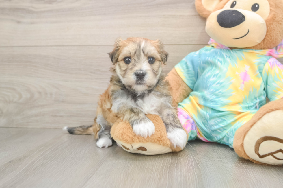 5 week old Morkie Puppy For Sale - Puppy Love PR