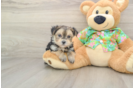 Funny Morkie Designer Pup