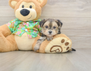 5 week old Morkie Puppy For Sale - Puppy Love PR