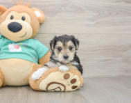 6 week old Morkie Puppy For Sale - Puppy Love PR