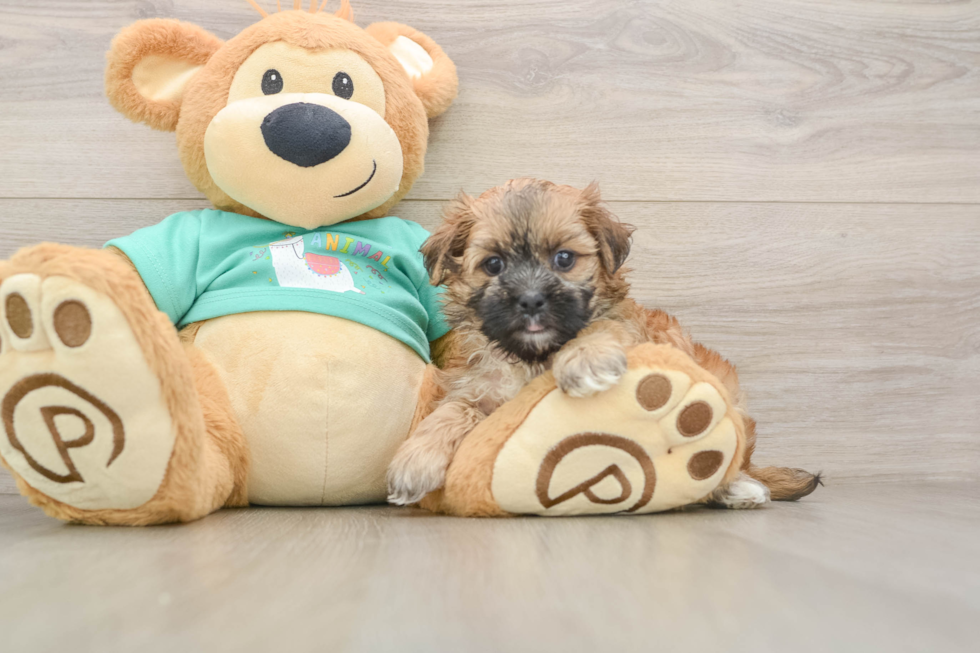 Best Morkie Baby