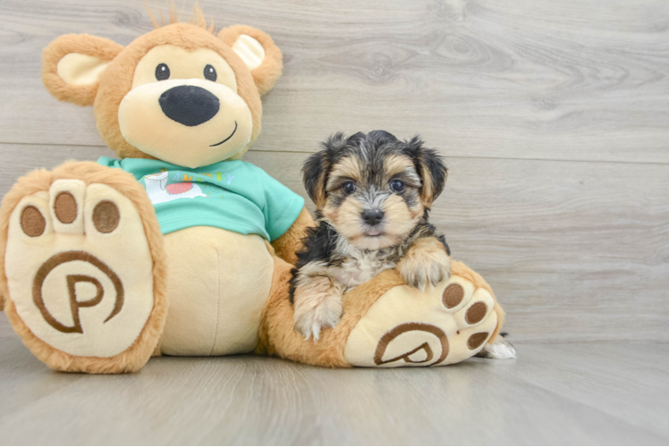 Meet Capone - our Morkie Puppy Photo 1/3 - Puppy Love PR Best Morkie Baby