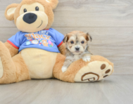 5 week old Morkie Puppy For Sale - Puppy Love PR