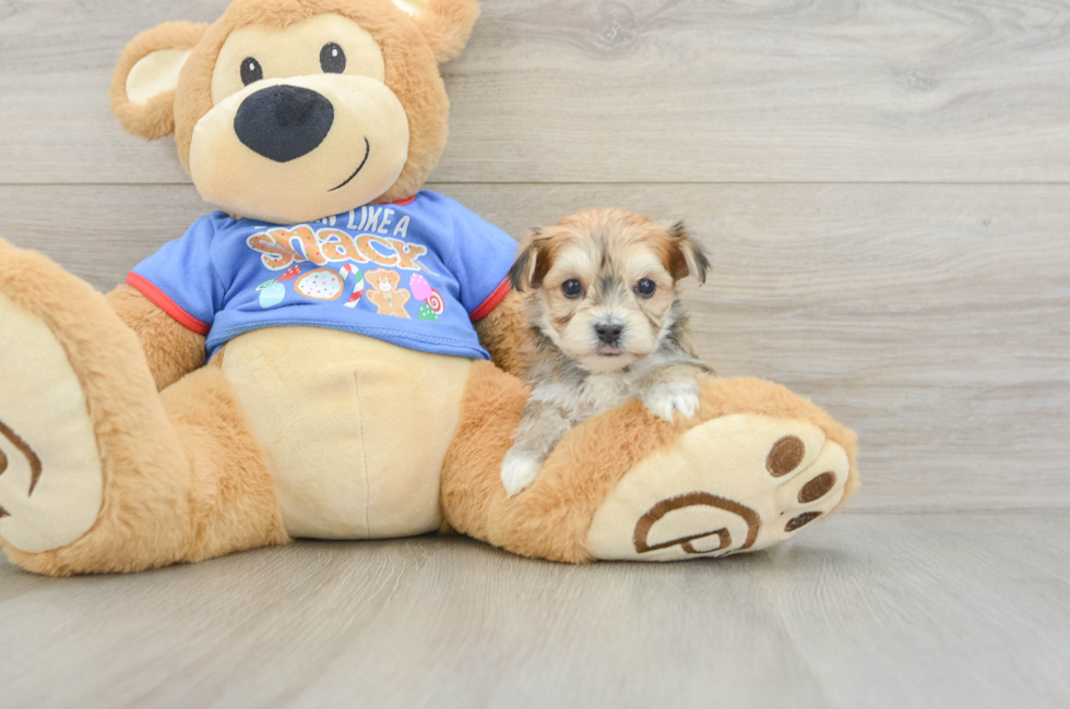 5 week old Morkie Puppy For Sale - Puppy Love PR