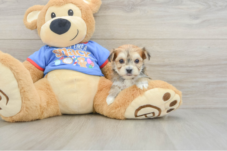 Meet Capone - our Morkie Puppy Photo 1/3 - Puppy Love PR Small Morkie Baby