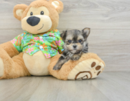 6 week old Morkie Puppy For Sale - Puppy Love PR