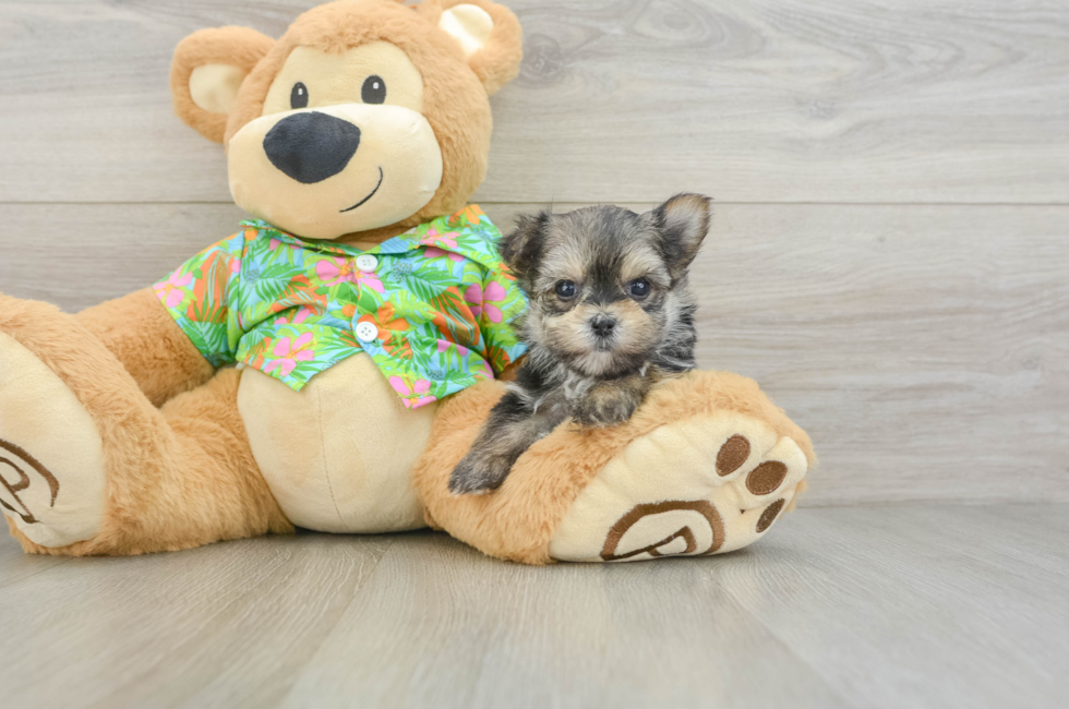 6 week old Morkie Puppy For Sale - Puppy Love PR