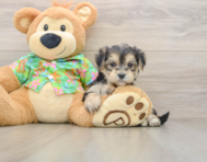 5 week old Morkie Puppy For Sale - Puppy Love PR