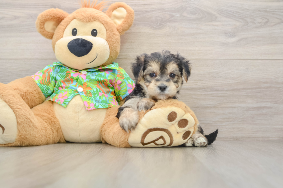 Petite Morkie Designer Pup