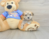 5 week old Morkie Puppy For Sale - Puppy Love PR