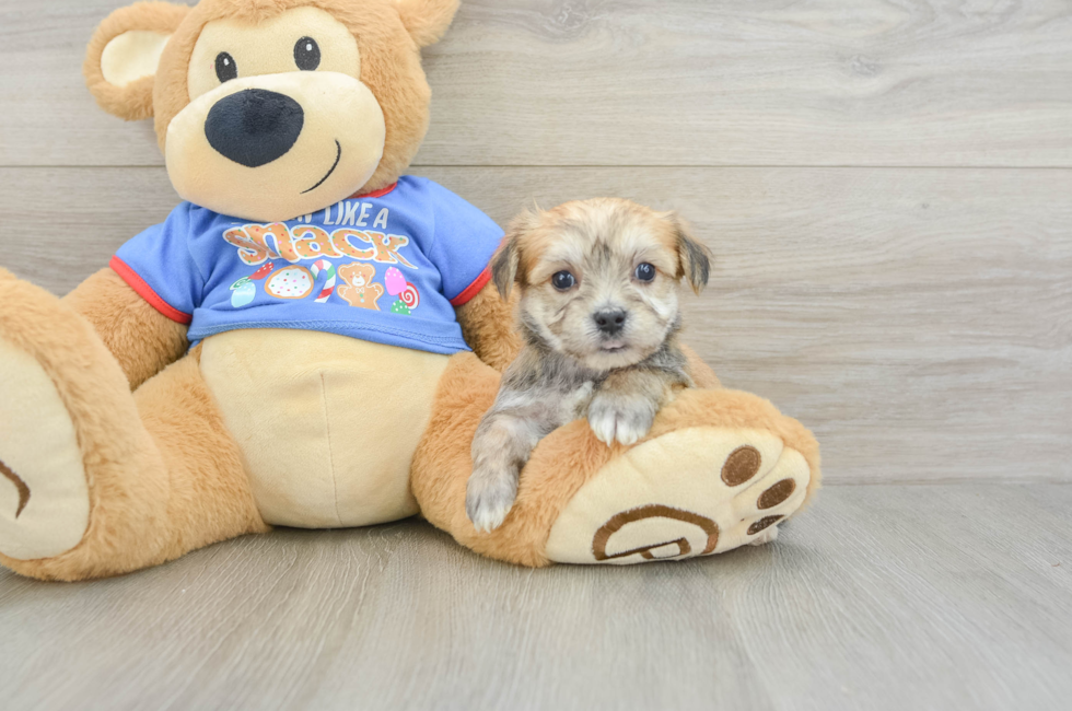 5 week old Morkie Puppy For Sale - Puppy Love PR